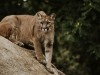 Wolves Do Not Just Compete With Cougars. They Often Take Their Food, Long-Term Study Finds