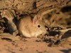 Tiny Tracks in the Sand Reveal the Secret Lives of Africa’s Elephant Shrews