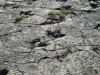 Ocean Tides Reveal Rare 132-Million-Year-Old Dinosaur Footprints