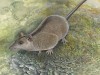New Marsupial Order Unearthed: 18‑Million‑Year‑Old Fossils Reveal Ancient Australian Lineage