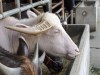 A Deadly Virus Is Quietly Spreading Through Buffalo Herds in Southern Iraq