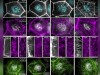 Scientists Discover How Two Internal Skeletons Prevent Blockages in Developing Eggs