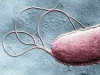 Sabotaging flagella of bacteria to halt infections