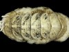 The Internet Helped Name a New Deep-Sea Species Living on Sunken Wood