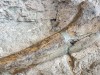 Scientists Unearth a Dinosaur Bone From a 4-Ton Predator in New Mexico Dating Back 74 Million Years