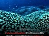 Citizen Divers Uncover Giant Coral Colony Spanning 111 Metres on the Great Barrier Reef