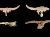 Neanderthals Repeatedly Carried Animal Skulls Into a Spanish Cave, And the Pattern Was Not Random
