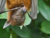 The Way Young Fruit Bats Grow Up Can Shape How Boldly They Explore the Wild