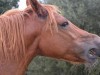 Horses Make Two Sounds at Once, And One Is Actually a Whistle