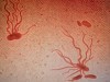Drug-Resistant Typhoid Is Spreading Across Borders, Genomes Reveal a Global Pattern