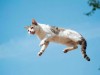 Why Falling Cats Almost Always Land on Their Feet, Scientists Finally Explain