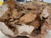 Scientists Found A 66-million-year-old Dinosaur Bone With Collagen Still Intact