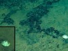 Nearly 6KM Down in the Pacific Abyss, Scientists Found a ‘Giant’ Creature Named After a Sea God
