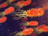 Parkinson’s May Begin in the Gut: New Study Links B Vitamins to Brain Health