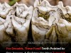 Exquisite Fossil Skeleton Reveals Decades of Tooth-Based Evolutionary Assumptions Were Wrong