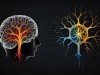 New Gene-Control Drug Reverses Alzheimer’s Memory Loss in Mice