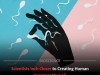 Human Sperm Grown in Mouse Kidney Marks Step Toward New Infertility Therapies and Ethical Debate