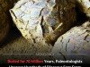 Hundreds of Dinosaur Eggs Discovered in France Show Multi‑Species Nesting 70 Million Years Ago