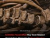 Superworms to the Rescue: How Tiny Larvae Are Replacing Chemicals for Cleaning Museum Skeletons