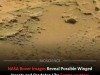 Entomologist Claims NASA Mars Rover Photos Show Evidence of Insects and Reptilian Predators