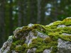 Scientists Uncover Hidden Mycorrhizal Fungi Inside Living Moss Cells in California