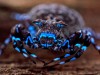 Glowing Blue Spider Found Among Dozens of Unknown Species in an Uncharted Region of the World