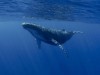 Scientists Have Been Tracking This Whale for 40 Years and Still Don’t Know Its Species