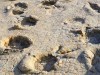 Giant Dinosaur Footprints in Mongolia Reveal a Lost Predator-And-Prey Scene Sealed Away for 120 Million Years