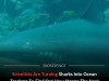 Sharks Become Mobile Ocean Sensors to Boost Hurricane Forecasts