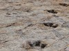 Scientists Found a Massive Dinosaur Footprint Site Around an Ancient Lake With Nearly 18,000 Tracks