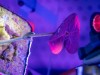 Space Plants Can Produce Medicines On‑Demand Using a Non‑Destructive Harvest