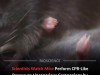 Scientists Discover Mice Perform Instinctive First Aid On Unconscious Companions