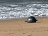 Mysterious Silver Spheres On Queensland Beach Trigger Space Debris Investigation