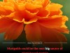 Marigolds Offer Heat‑Stable Protein and Natural Umami A New Plant Food Frontier