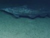 Live Goblin Sharks Filmed in Deep Pacific – First Wild Footage Reveals Ancient Predator