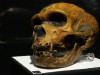 Why Did Healthy Neanderthals Vanish? New Genomes Reveal No Inbreeding