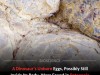 70 Million Year Old Dinosaur Fossil Reveals Rare Eggs And A Surprising Scientific First