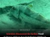 130-Million-Year-Old Fish Traces Push Deep-Sea Vertebrate Record Back 80 Million Years