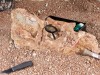 Ancient island hides new duck‑billed dinosaur species in Romania