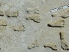 New Mud Dating Reinforces 23,000-Year-Old Human Footprints at New Mexico’s White Sands