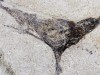 Deep Inside Ancient Rock, Scientists Uncovered Bizarre Fossil Marine Creatures That Thrived Before Earth Was Filled With Complex Animals