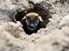 5.5 Million Solitary Bees Discovered Beneath New York Cemetery After 90 Years