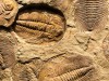 Ancient Trilobite Tracks Reveal Social Hunting in Morocco Before Devonian Extinction