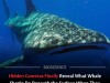 Cameras Reveal 36 Hidden Feeding Tactics of Whale Sharks From Surface to 70‑Meter Depths
