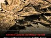 Incredible 110 Million Year Old Dinosaur Fossil Found With Skin And Armor Intact