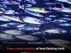 Soft Crystals Explain How Birds and Fish Move in Perfect Formations