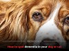 Is Your Pet Getting Old or Is It Dementia Here Are the Early Warning Signs to Watch For