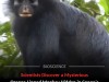 Orange‑Lipped Monkey Unveiled in Congo Rainforest as New Species After Decades