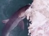 Gigantic Great White Shark Feeds on 30‑Foot Whale Carcass Off Rhode Island in Rare Video