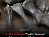 First Diplodocus Fossils Found Outside North America Upend Dinosaur History